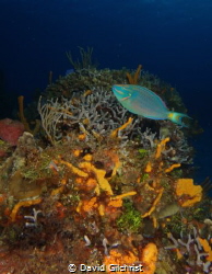 Cozumel Reef Scenic with Parrotfish. by David Gilchrist 